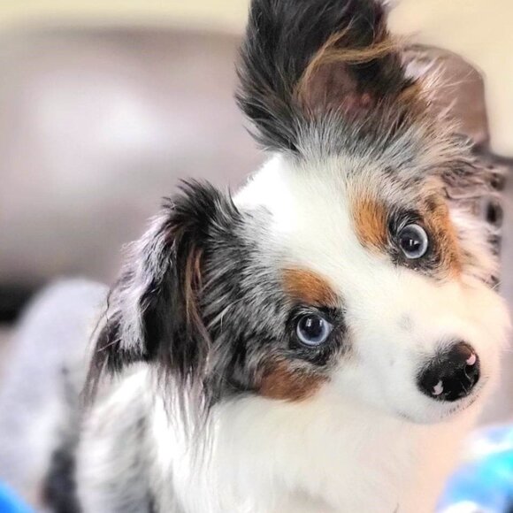 Meet your Posher, Willameenablue - Picture 2 of 9